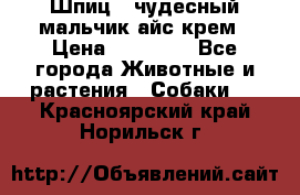 Шпиц - чудесный мальчик айс-крем › Цена ­ 20 000 - Все города Животные и растения » Собаки   . Красноярский край,Норильск г.